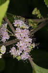 American beautyberry